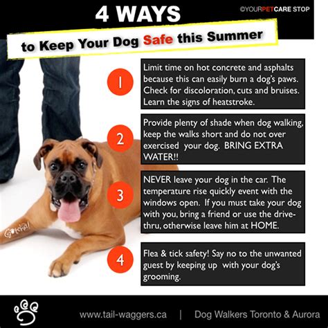ultimate dog walking pet care aurora newmarketwellnesswednesday  ways    dog