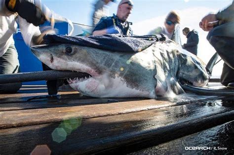 Meet The New Sharks Being Tracked Off Jersey Shore East Coast By