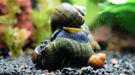 Small Black Snails In Aquarium - 1000+ Aquarium Ideas