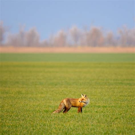 Retrato De Uma Raposa Vermelha Vulpes Vulpes Em Um Fundo Verde Foto