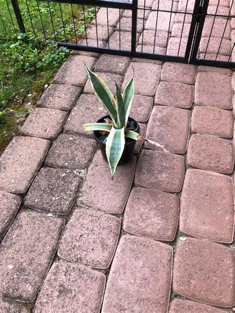 Agave Ca Cm Hoch Kaufen Auf Ricardo