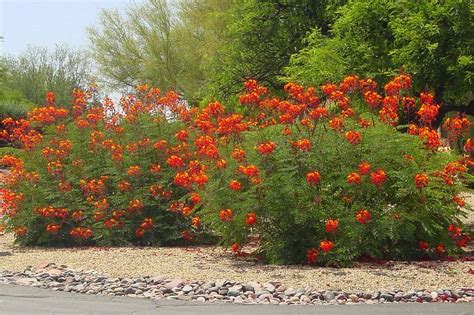 Caesalpinia Pulcherrima Var Red Red Dwarf Poinciana Pride Of