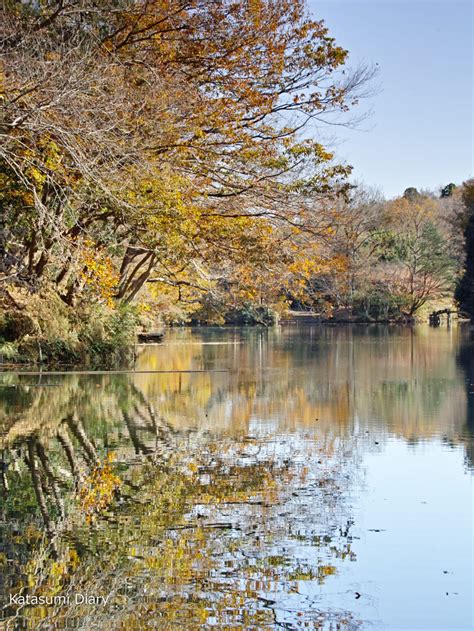 【花だより】2022年12月9日現在 鏡面の絶景 震生湖の紅葉 色づき見頃状況 アクセスと駐車場 神奈川県秦野市・中井町 カタスミ日記