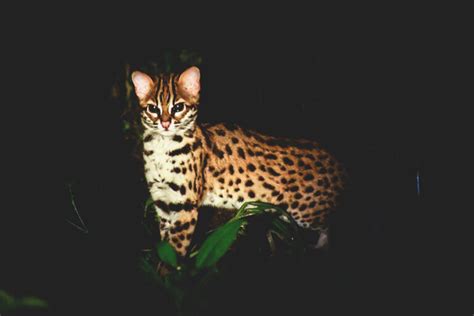 Hutan Lindung Sungai Wain Habitatnya Kucing Liar Dilindungi