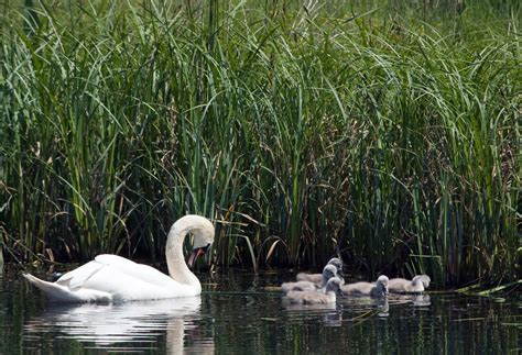 Swan And Cygnets Free Stock Photo - Public Domain Pictures