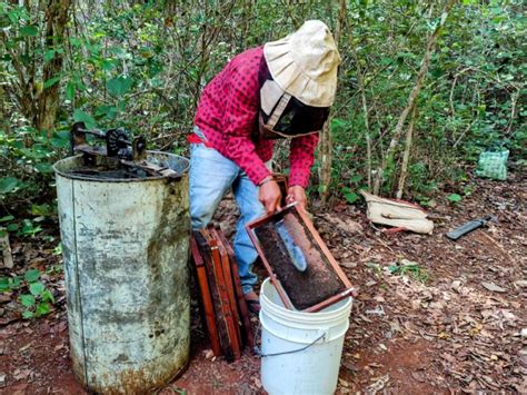 Floración De Dzidzilché La Esperanza De Apicultores En Tahdziú Poresto