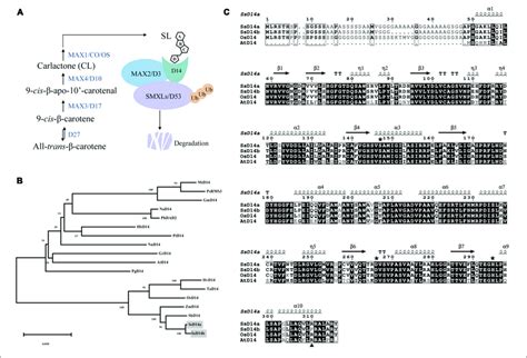 Phylogenetic Analysis And Sequence Alignment Of D Orthologs A A