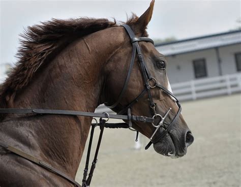 12 Different Types of Spanish Horse Breeds