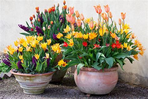 How To Plant Bulbs In A Pot Planting Bulbs Bulb Flowers Garden Bulbs