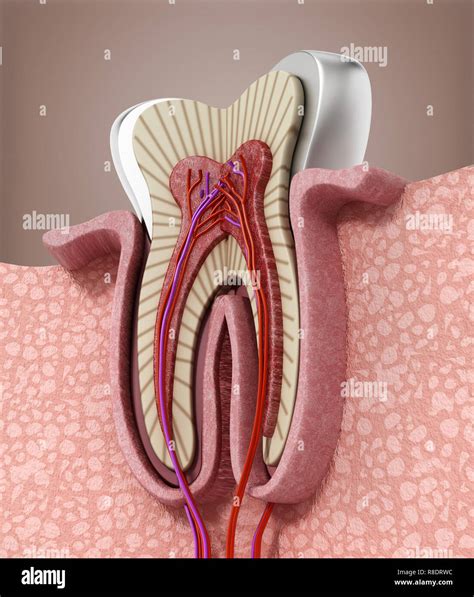 Anatomie Eines Gesunden Menschlichen Zahnes Fotos Und Bildmaterial In