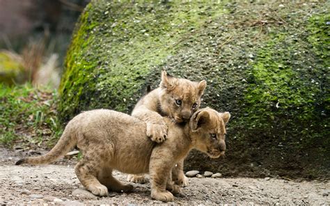 Lion Cub HD wallpaper | animals | Wallpaper Better