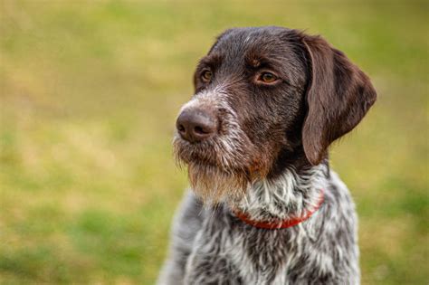 10 Wire Haired Dogs Youll Want To See Readers Digest