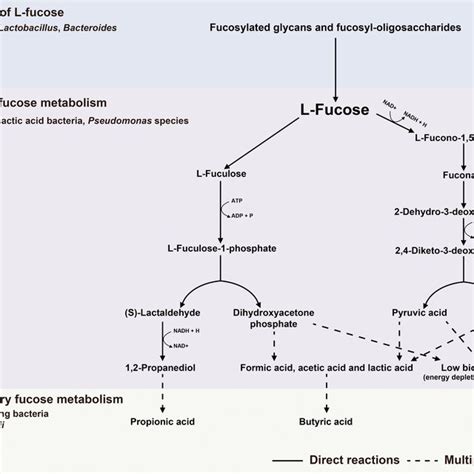 Schematic Diagram Of The Fate Of L Fucose In The Intestinal Environment