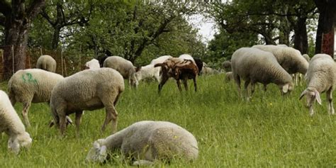 Sustainable Agroforestry Systems and Practices in Agriculture | Greentumble