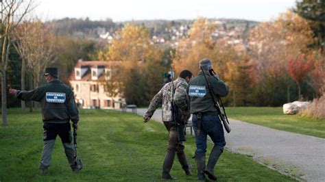 Tiger Loose Near Disneyland Paris Inquirer News