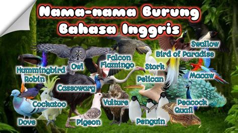 Nama Nama Burung Dalam Bahasa Inggris Youtube