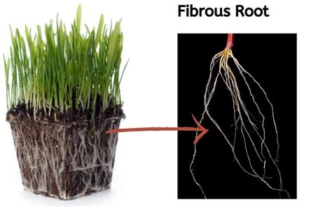 Explained! 3 Types of Roots, Functions of Roots, TapRoot, Fibrous & Adventitious Roots