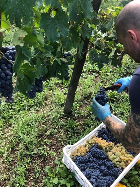 Conclusa La Vendemmia Ottima Annata Per Le Cantine Ravazzi Cantine