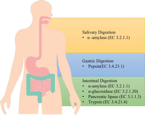 A schematic diagram of main enzymes involved in digestion process ...