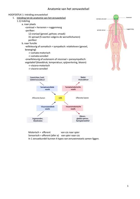 Anatomie Van Het Zenuwstelsel Inleiding Tot De Anatomie Van Het