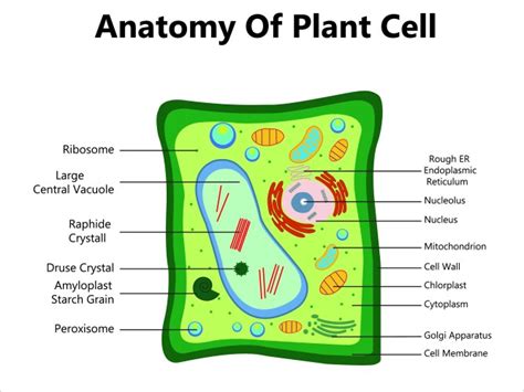 Plant cell anatomy structure Royalty Free Vector Image