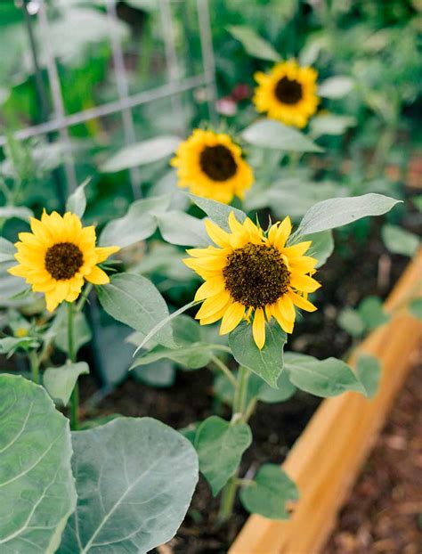 Total 62 Imagen Girasol Cuidados En Casa Abzlocal Mx