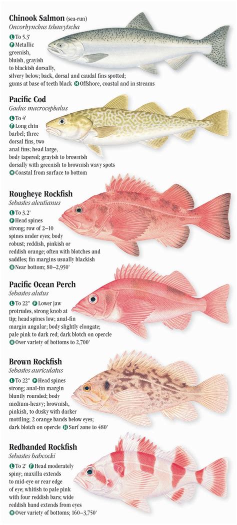 Saltwater Fishes Of The Pacific Northwest Quick Reference Publishing