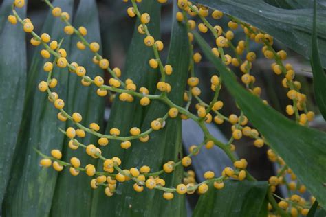 Bergpalme (Chamaedorea elegans)