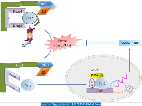 Figure 1 from Regulation of Nrf2 Signaling. | Semantic Scholar 