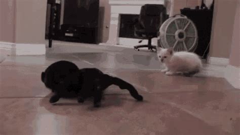 Cat Vs Spider GIF - Cat Versus Spider - Discover & Share GIFs