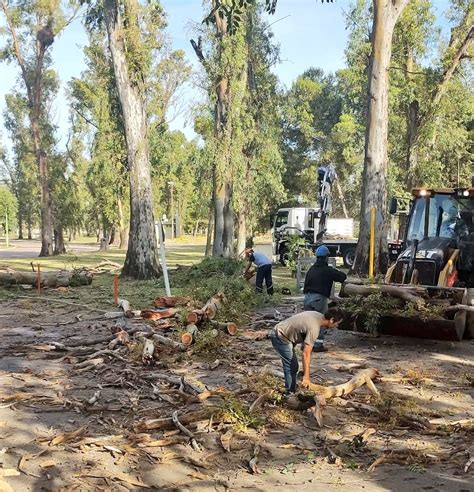 Poda Sanitaria En Ejemplares De Eucaliptos En El Parque De Mayo