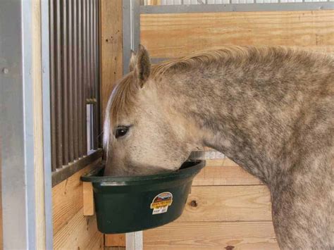 HORSE BUCKETS & FEEDERS – Branex Feed & Supply