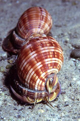 Scotch Bonnet Marine Life Of The Mediterranean · Naturalista Mexico