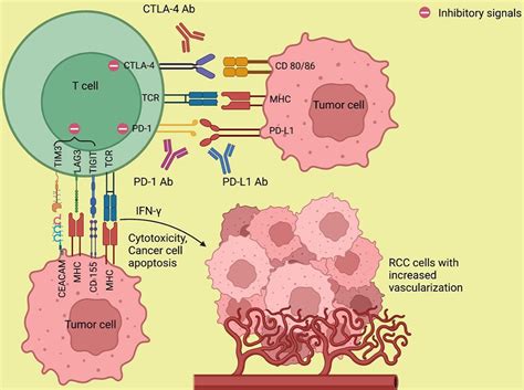 Emerging Resistance Vs Losing Response To Immune Check Point