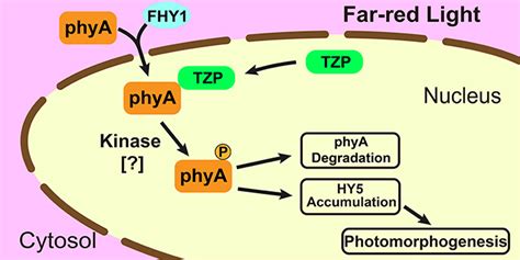 A New Player In Plant Respose To Far Red Light Plantae