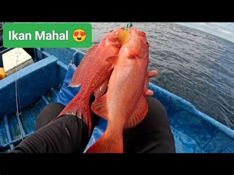 Ikan Di Raja Ampat Memang Rakus Rakus Umpan Strike Ikan