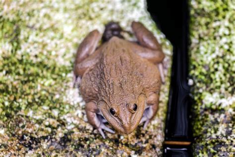 Frogs Eats A Diet Of Insects Stock Photo Image Of Green Habitat