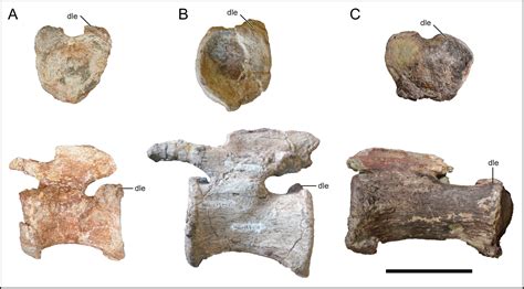 Researchers Discover Dinosaur With Heart Shaped Tail Just In Time For