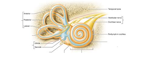 Inner ear Diagram | Quizlet