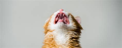 Fussy Felines: How Stress Impacts Cats - Tennessee Avenue Animal Hospital