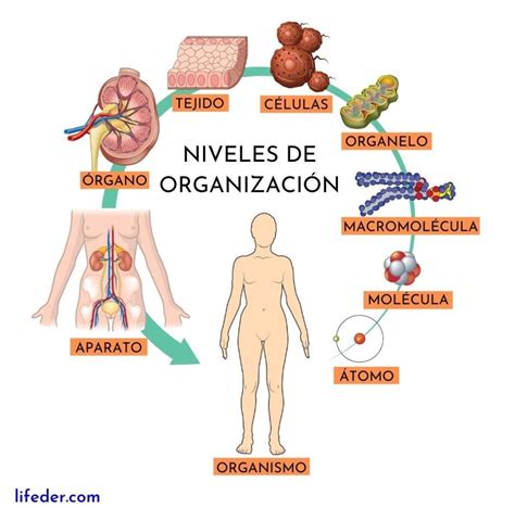 La Anatom A Humana Como Clave Fundamental La Anatom A Humana