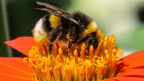 Las Plantas Atraen A Las Abejas Con Sus Colores Y Aromas Naturaleza