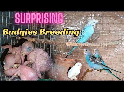 Budgies Surprising Breeding Budgies Breeding Formula Budgies