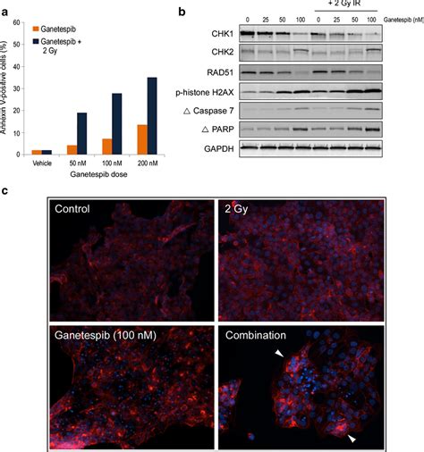 Ganetespib Sensitizes Hct Colon Cancer Cells To Ionizing Radiation