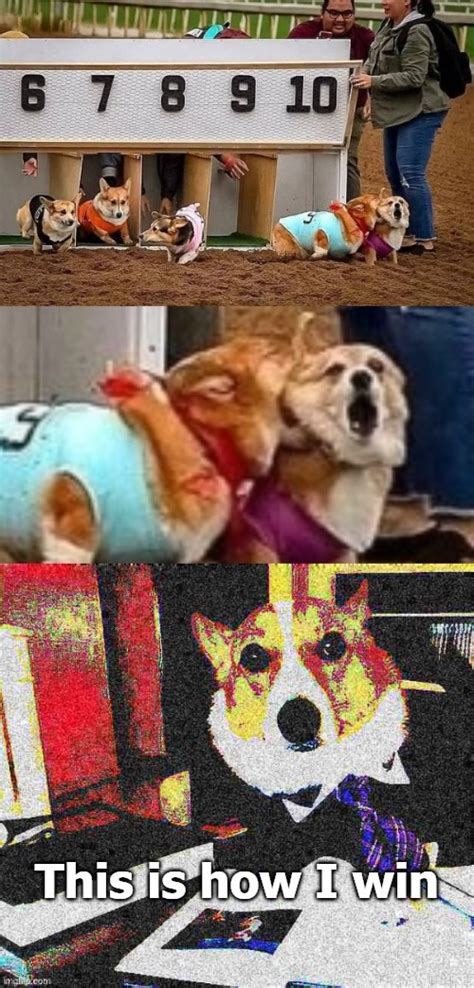 Image Tagged In Corgi Imgflip