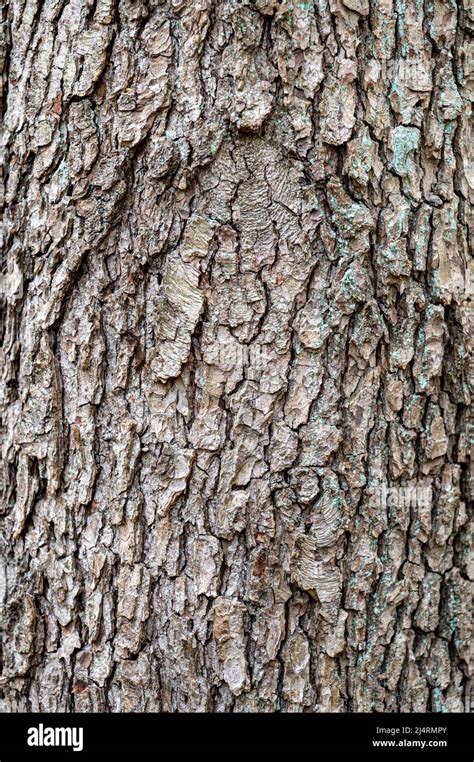 Background from old wood bark. Black alder, Alnus glutinosa Stock Photo ...