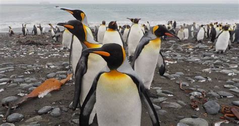 Gas From King Penguin Poop Is Making Scientists 'Completely Cuckoo'