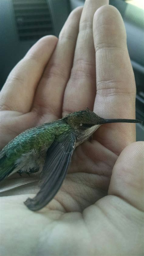 A Hummingbird Sitting On The Palm Of Someone S Hand While They Are In