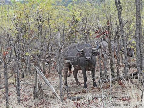 Life In The Mopane Scrub And Woodlands At Kruger National Park