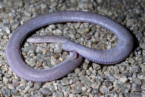 Legless Lizard Skeleton